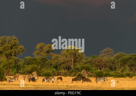 Troupeau de pâturage des animaux le parc national de Hwange au Zimbabwe Afrique Banque D'Images