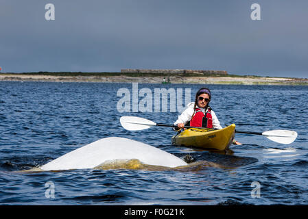 Kayak avec les bélugas dans la rivière Churchill en été, Churchill, Manitoba, Canada Banque D'Images