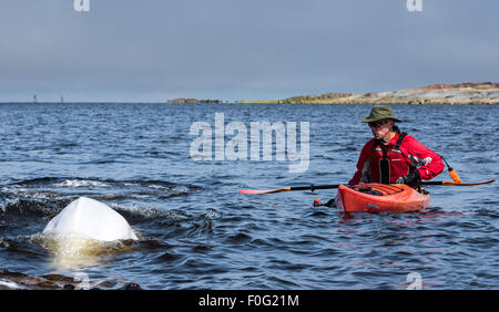 Kayak avec les bélugas dans la rivière Churchill en été, Churchill, Manitoba, Canada Banque D'Images
