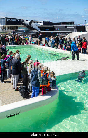 L'alimentation des animaux malades à joints soignant Ecomare, seal sanctuary et le centre de la nature et de la vie marine sur Texel, Pays-Bas Banque D'Images