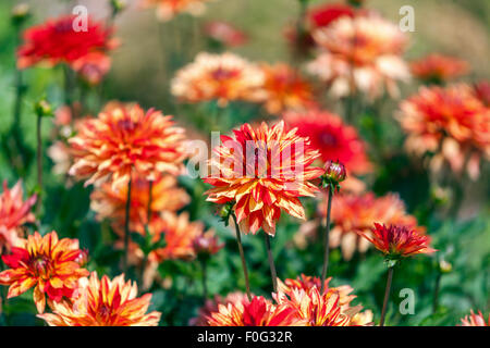 Jardin Dahlias bordure fleurs lit orange fleurs jardin Dahlias été Banque D'Images