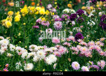 Dahlias parterres, Dahlias jardin lit de fleurs cactus dahlias border jardin coloré mélange août fleurs d'été Banque D'Images