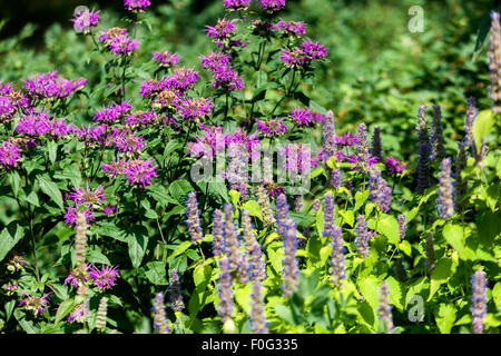 Monarda, Agastache foeniculum anis lyssop, jardin lit de fleurs Banque D'Images