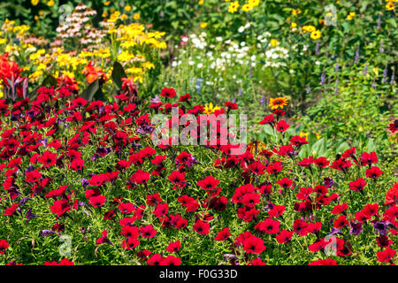 Fleurs pétunia rouges, lit de fleurs de jardin, literie plantes jardin Banque D'Images