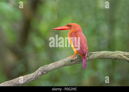 Ruddy Kingfisher seul sur la perche. Banque D'Images