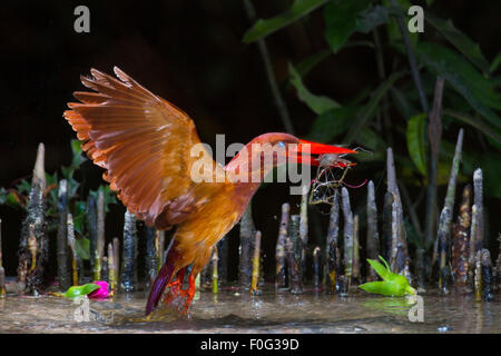 Ruddy Kingfisher attraper des crevettes. Banque D'Images