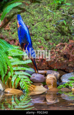 Blue-eared Kingfisher la capture de poissons. Banque D'Images