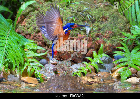 Blue-eared Kingfisher prises de petits poissons. Banque D'Images