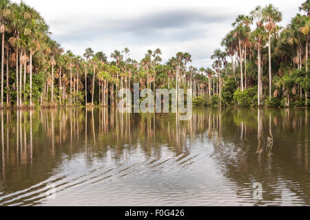Bords de palmiers du Lac Sandoval dans la forêt tropicale, une partie de la Madre de Dios dans le bassin de l'Amazone, au Pérou Banque D'Images