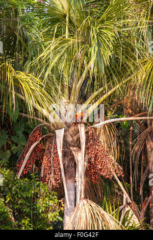 Singe hurleur rouge escalade dans les arbres de la forêt amazonienne dans la région de la rivière Tambopata, au Pérou, en Amérique du Sud Banque D'Images