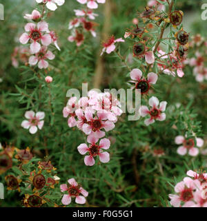Rosenmyrte ; Leptospermum scoparium ; Heilpflanzen, - Banque D'Images