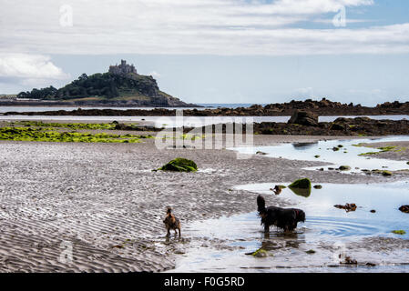 St Michael's Mount, Angleterre Cornwall Marazion 5-08-2015 très basse marée exposant rock pools pour les chiens à jouer dans très chaud et ensoleillé pas de brise de mer Crédit : Kathleen White/Alamy Live News Banque D'Images