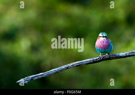 Lilac-breasted roller reposant sur tree Mara conservancy Naboisho Afrique Kenya Banque D'Images