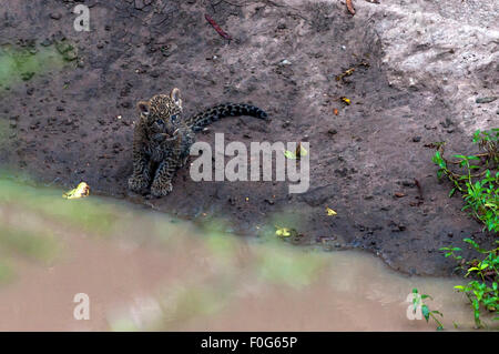 Leopard cub Masai Mara National Reserve Afrique Kenya Banque D'Images