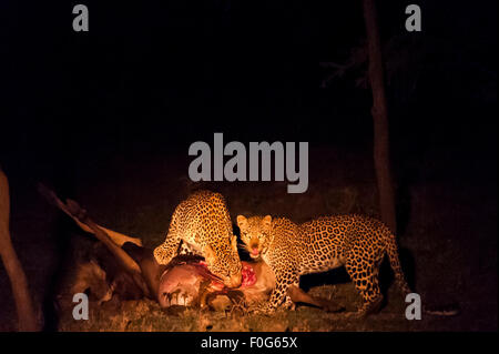 Les léopards adultes mâles et femelles se nourrissent d'une carcasse d'animal à nuit Mara conservancy Naboisho Afrique Kenya Banque D'Images