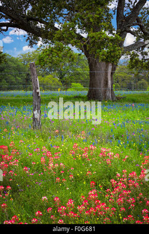 Le Texas Hill Country est un vingt-cinq comtés du Texas Central et Sud du Texas Banque D'Images