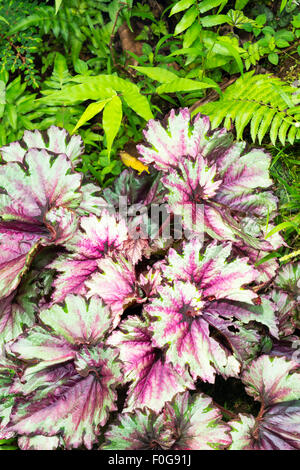 Vert vif avec des plantes à épices feuilles violet et vert a mis en évidence par les fougères.G Banque D'Images