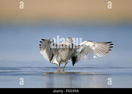 Les ailes battantes Gravelot Banque D'Images