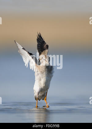 Les ailes battantes Gravelot Banque D'Images