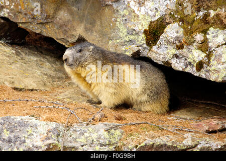 Portrait de la marmotte de l'isolé tandis que les bâillements, marmotte, marmotte des Alpes italiennes Banque D'Images