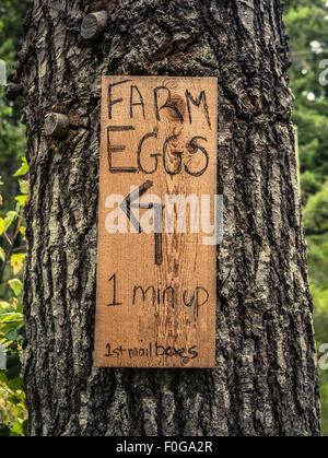 Oeufs de Ferme rustique pour signer sur un arbre dans la campagne Banque D'Images