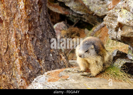 Portrait de la marmotte de l'isolé tandis que les bâillements, marmotte, marmotte des Alpes italiennes Banque D'Images