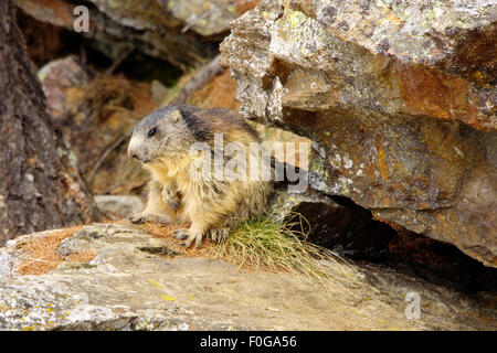 Portrait de la marmotte de l'isolé tandis que les bâillements, marmotte, marmotte des Alpes italiennes Banque D'Images