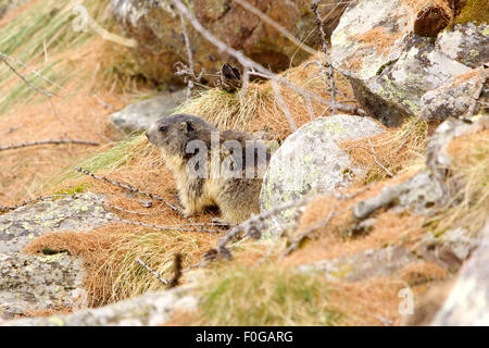 Portrait de la marmotte de l'isolé tandis que les bâillements, marmotte, marmotte des Alpes italiennes Banque D'Images