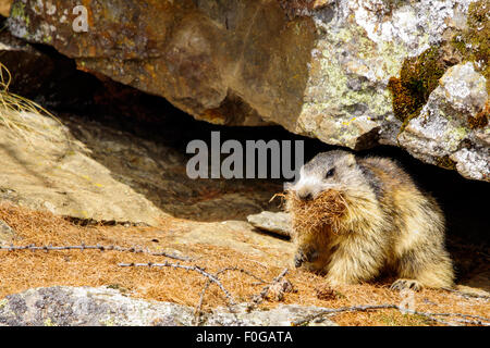 Portrait de la marmotte de l'isolé tandis que les bâillements, marmotte, marmotte des Alpes italiennes Banque D'Images