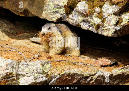 Portrait de la marmotte de l'isolé tandis que les bâillements, marmotte, marmotte des Alpes italiennes Banque D'Images