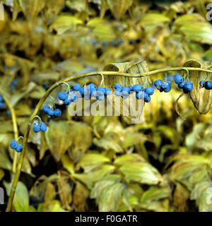 Salomonsiegel ; Polygonatum odoratum, Fruechte, Polygonatum, - Banque D'Images