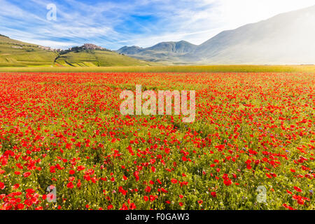 Au Piano avec grande Fioritura Castelluccio, Ombrie, Italie Banque D'Images