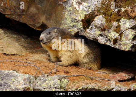 Portrait de la marmotte de l'isolé tandis que les bâillements, marmotte, marmotte des Alpes italiennes Banque D'Images
