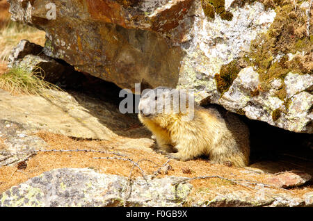 Portrait de la marmotte de l'isolé tandis que les bâillements, marmotte, marmotte des Alpes italiennes Banque D'Images