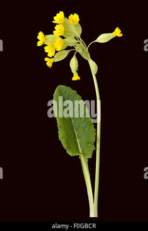 Schluesselblume ; Primula veris ; Banque D'Images