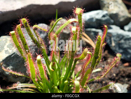 Sonnentau, Drosera longifolia Banque D'Images