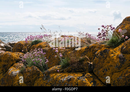 Sea Thrift Armeria maritima, ou la mer, le rose de plus en plus parmi les rochers couverts de lichen sur l'île d'Arran, Ecosse Banque D'Images