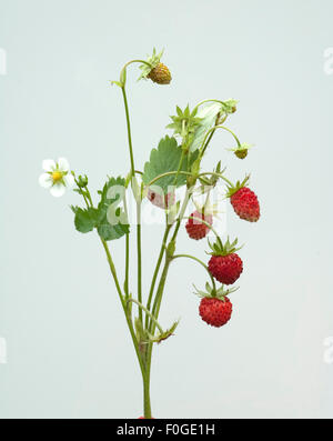 Walderdbeere, Fragaria vesca,, Banque D'Images