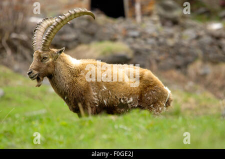 Chamois, bouquetins, court et saute dans la neige, dans les alpes bleu ciel, les mammifères du parc Gran Paradiso Banque D'Images