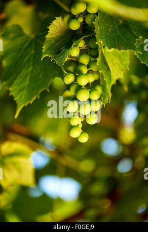 Green Grape Vine sur fond feuilles floue Banque D'Images