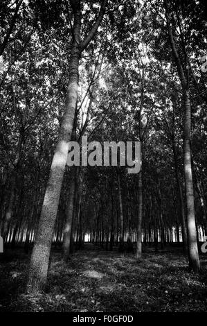 Forêt de chêne en pein coeur de la Toscane, Italie Banque D'Images