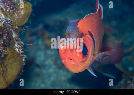 Un Blackbar Soldierfish avec une famille d'isopodes sur son visage dans la petite Caïman. Banque D'Images