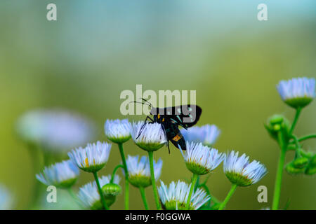 Insecte sur une feuille, coccinelle sur une feuille, insectivores, microphotographie Banque D'Images