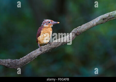 Ruddy Kingfisher sur la branche. Banque D'Images