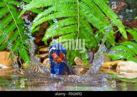 Blue-eared Kingfisher la capture de poissons. Banque D'Images