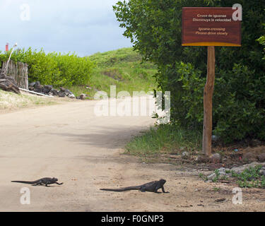 Traversée d'Iguana - veuillez conduire lentement avec le panneau bilingue espagnol - anglais avec deux iguanes marins qui marchent de l'autre côté de la route à Puerto Villamil, Galapagos Banque D'Images