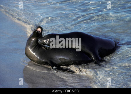 Les Galapagos Sea Lions (Zalophus wollebaeki), jeunes mâles, se moquent de combats à la baie Sullivan, sur la rive de l'île de Santiago Banque D'Images