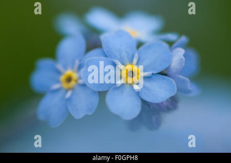Alpine forget-me-not (Myosotis asiatica) fleurs, Liechtenstein, Juin 2009 Banque D'Images