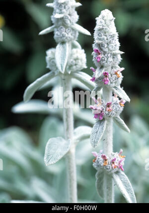 Wollziest, Stachys byzantina, Eselsohr,, Banque D'Images