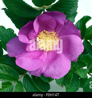 Apfelrose Rugosa-Rose, Rosa rugosa,,, Wildrose Banque D'Images